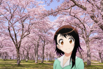 小野寺小咲桜満開0.png